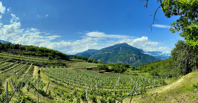 Vino e vigneti nei classici della letteratura