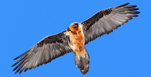 Risultati immagini per immagini il gipeto