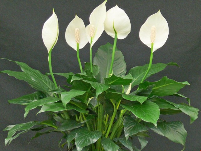 Piante Da Appartamento Spathiphyllum.Www Ladigetto It Un Altra Pianta D Appartamento Lo