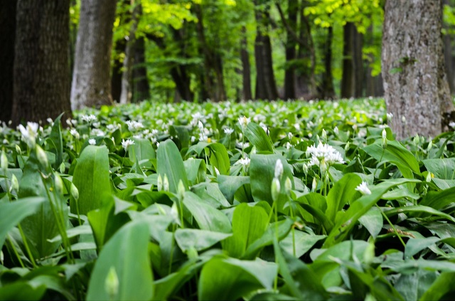 aglio-barlauch_naturlicher-standort-canva.jpg