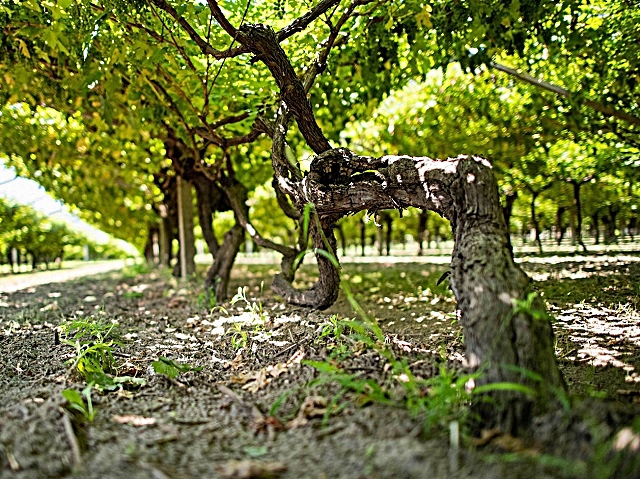 5-le-viti-centenarie-di-enantio-della-cantina-roeno-a-brentino-belluno.jpg