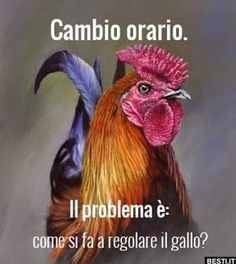 il-gallo-del-galas.jpg