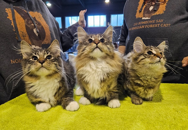 la-cucciolata-piu-bella-del-mondo.jpg