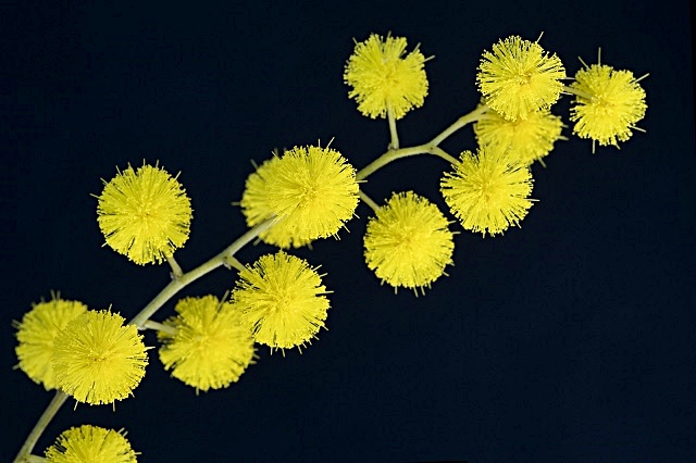 mimnosa-di-marco-oss.jpg