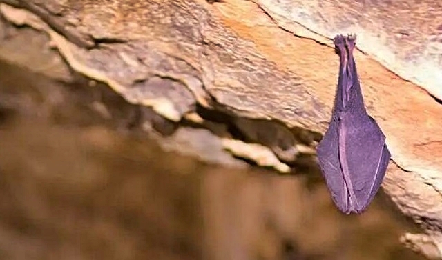 muse-chirotteri-in-grotta_reference.jpg