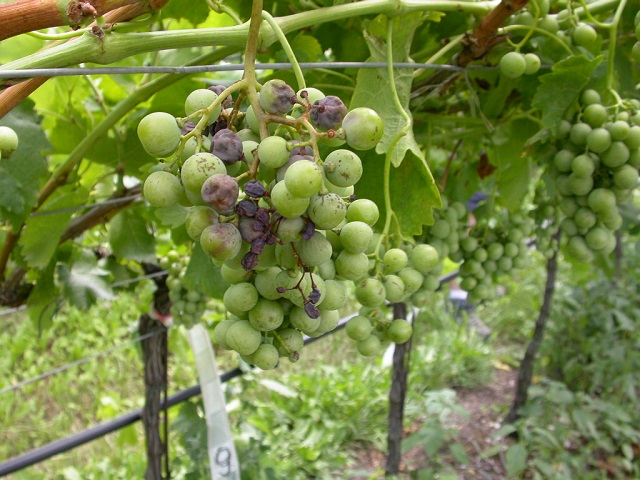 peronospora-su-grappolo2.jpg