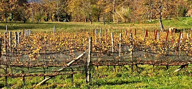 bornancin-viola-vignerto-3.jpg