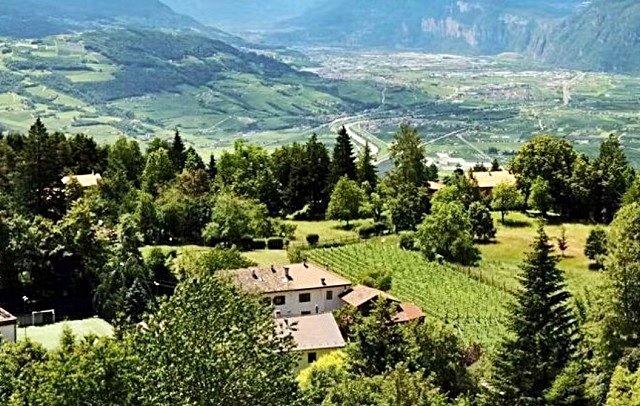 bornancin-viola-vignerto-5.jpg