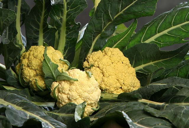 broccolo-di-torbole-ph-m_imagefullwide.jpg