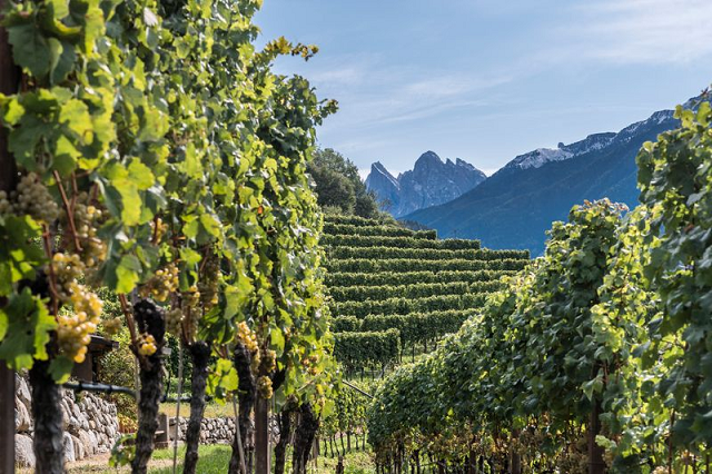 2-un-vigneto-coltivato-a-kerner-sui-pendii-della-valle-isarco.jpg