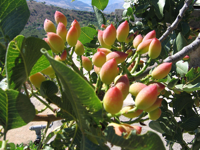 3-la-pianta-del-pistacchio-verde-siciliano-che-cresce-alle-pendici-dell-etna.jpg