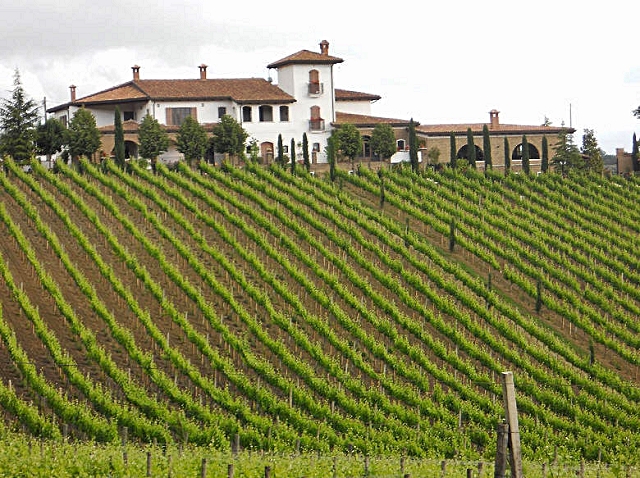 4-i-vigneti-della-tenuta-quintodecimo-del-prof-luigi-moio-a-mirabella-eclano-avellino.jpg