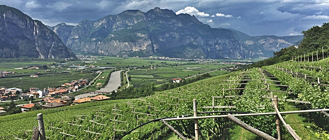 4-in-primo-piano-i-vigneti-di-rovere-della-luna-sede-della-gaierhof-sullo-sfondo-la-piana-rotaliana.jpg