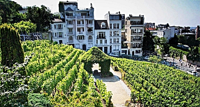 7-parigi-la-vigna-di-clos-montmartre-a-due-passi-dalla-chiesa-del-sacro-cuore.jpg