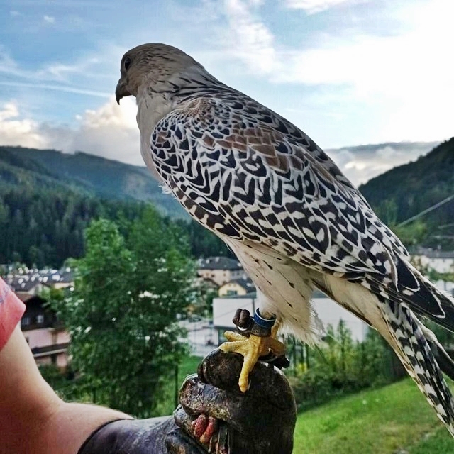falconeria.jpg