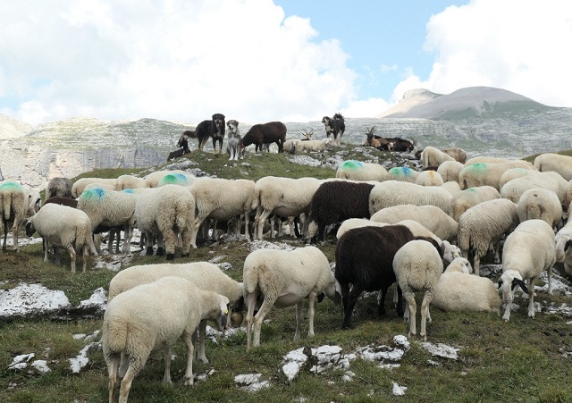 gregge-sulle-malghe-di-puez-foto-johanna-platzgummer.jpg