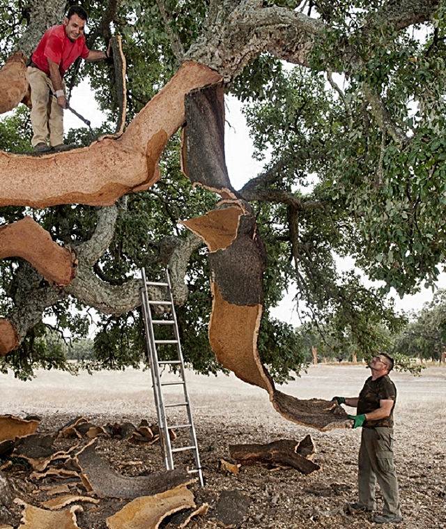 3-decortica.jpg