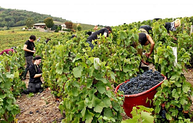 3-la-francia-attende-la-vendemmia-2025-con-non-poche-preoccupazioni.jpg