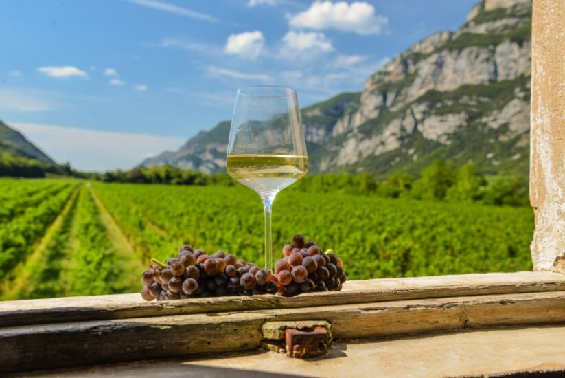 3-pino-grigio.jpg