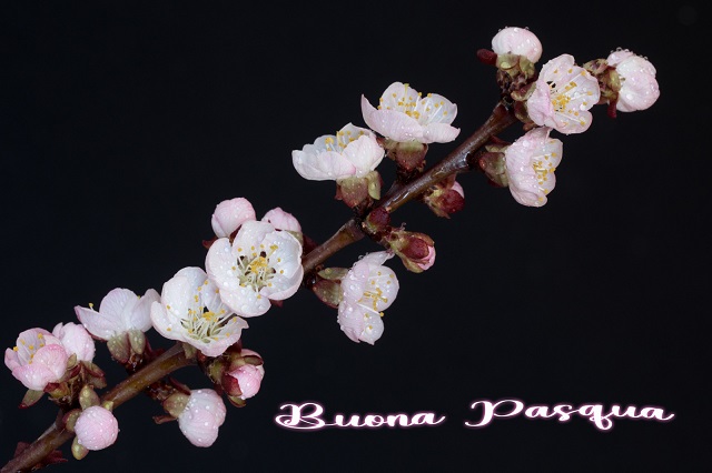 buona-pasqua-di-oss.jpg