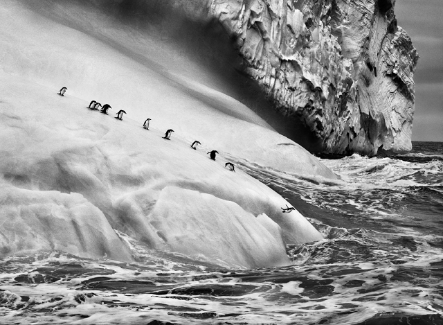 isole-sandwich-australi-2009-sebastiao-salgado-contrasto.png