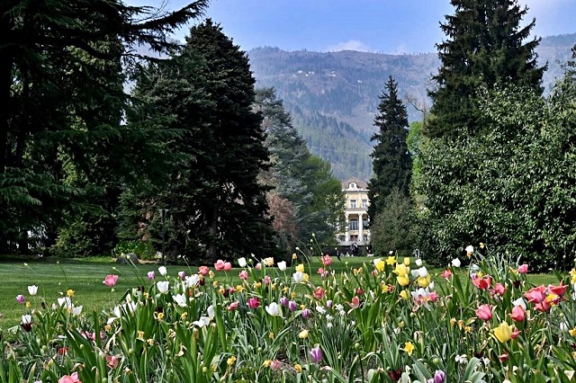luchi-tulipani-1.jpg
