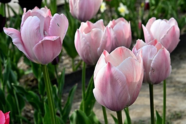 luchi-tulipani-10.jpg