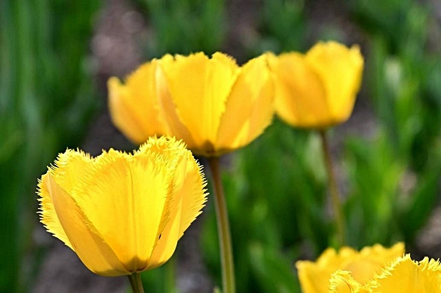 luchi-tulipani-11.jpg