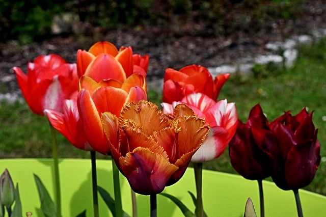 luchi-tulipani-12.jpg