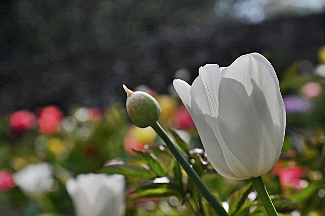 luchi-tulipani-13.jpg