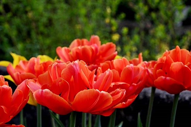 luchi-tulipani-2.jpg