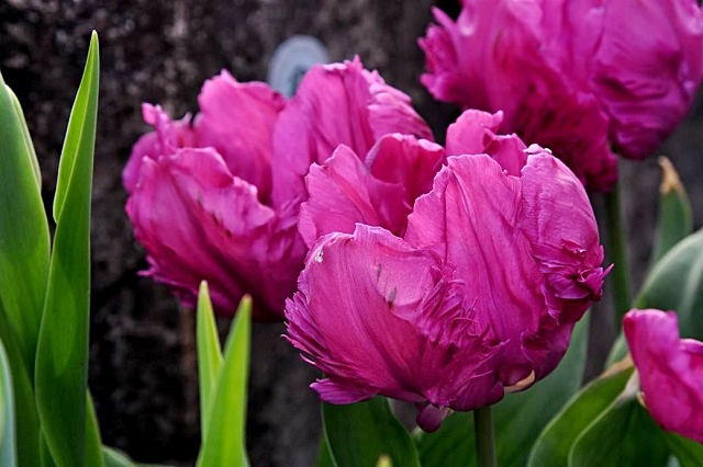 luchi-tulipani-3.jpg