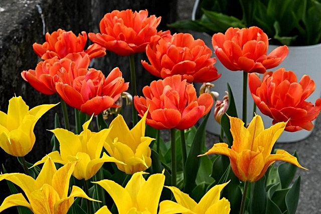 luchi-tulipani-4.jpg
