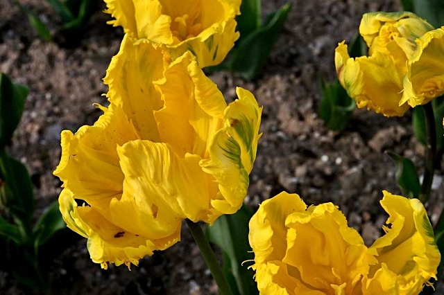 luchi-tulipani-6.jpg