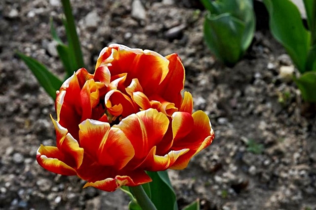 luchi-tulipani-7.jpg
