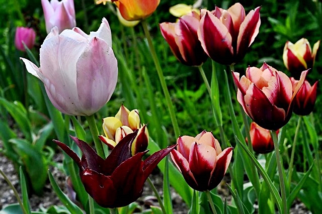 luchi-tulipani-8.jpg