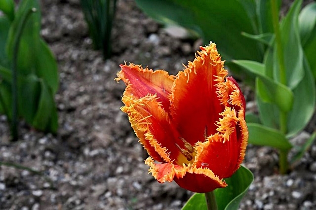 luchi-tulipani-9.jpg