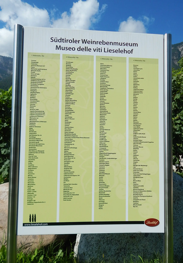 5-il-museo-delle-viti-a-caldaro-collezione-di-340-vitigni-del-pianeta.jpg