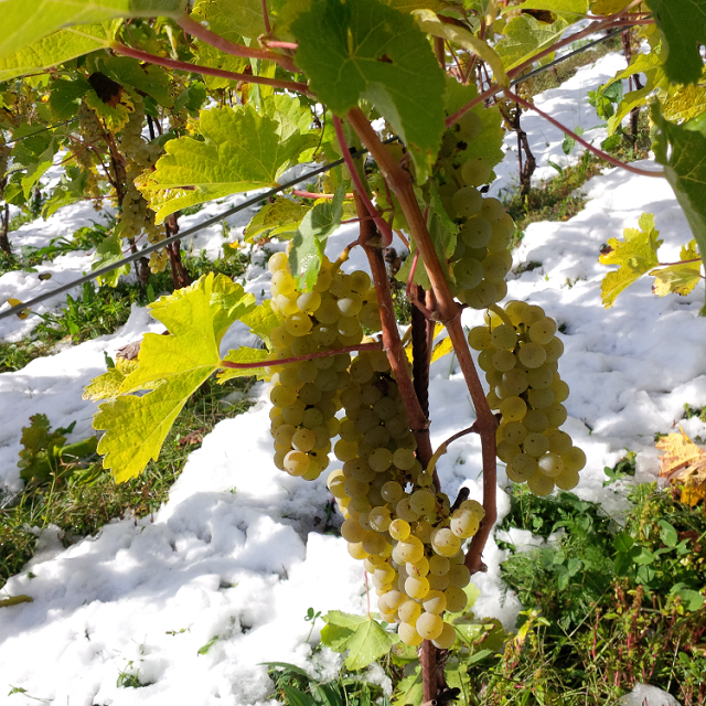 8-da-questi-splendidi-grappoli-di-johanniter-nasce-il-famoso-vin-de-la-neu-a-coredo.jpg