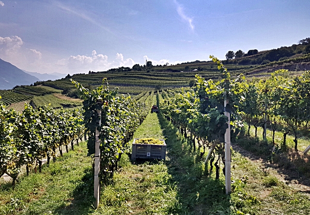 bornancin-tonini-3.jpg