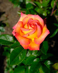 10-b-rose.jpg