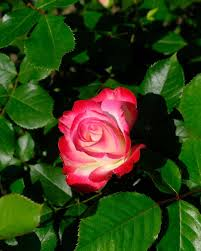 10-c-rose.jpg
