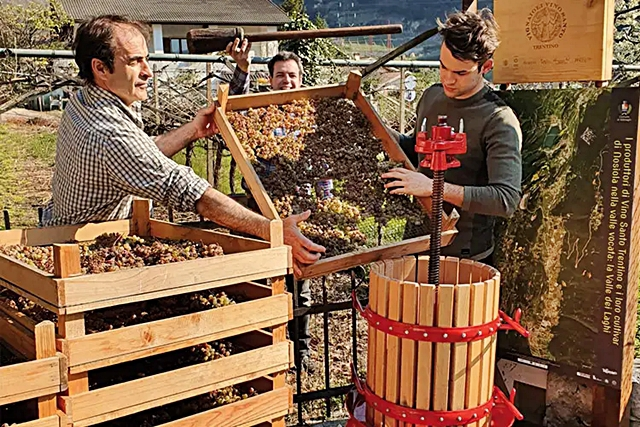 2-il-rito-della-spremitura-delle-uve-nosiola-che-daranno-vita-al-vino-santo-trentino.jpg