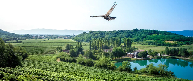 3-i-vigneti-di-una-delle-tenute-dell-azienda-attems-a-capriva-del-friuli-gorizia.jpg