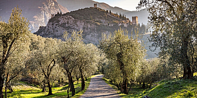 7-il-sentiero-dell-olivo-sullo-sfondo-il-castello-di-arco.jpg