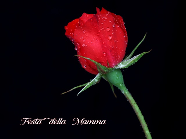 frta-della-mamma-oss.jpg