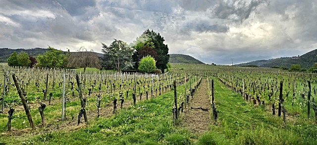 nadia-vigneti-alsazia.jpg