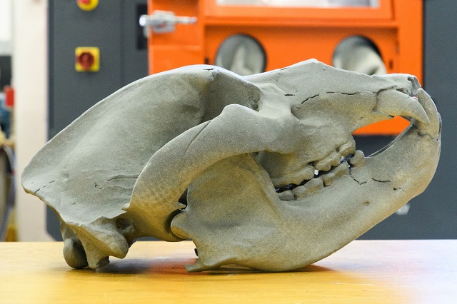 orso-speleo_cranio.jpg