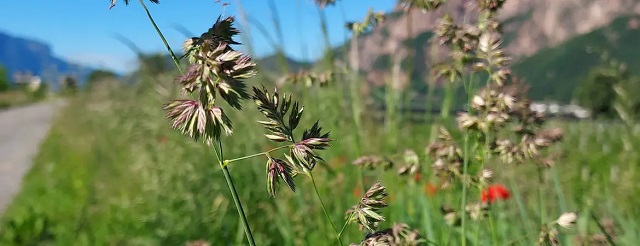 pollini.jpg